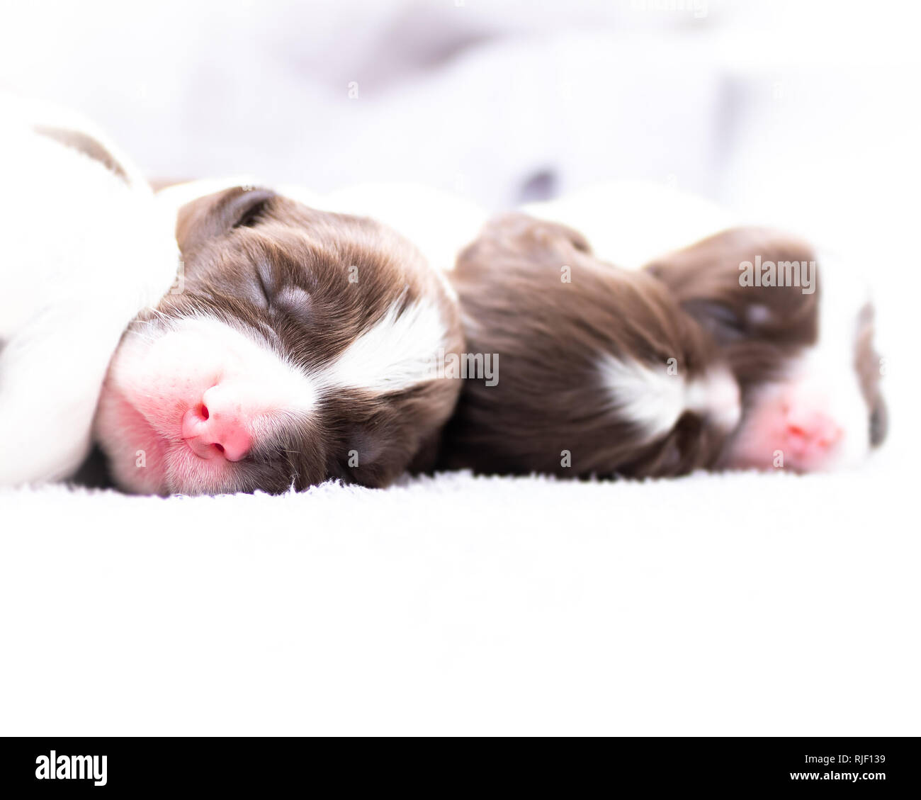 English Springer Spaniel cuccioli Foto Stock