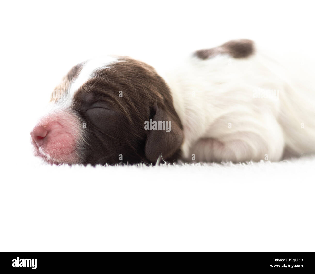 English Springer Spaniel cucciolo Foto Stock