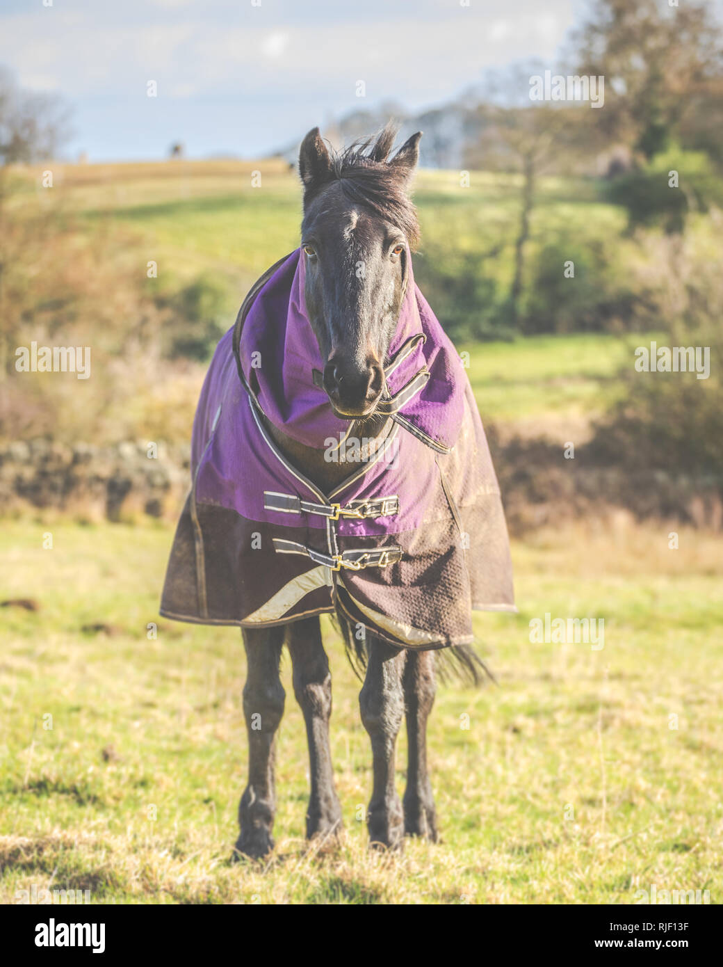 Cavallo singolo in piedi lungo in un campo su un soleggiato e ventoso giorno Foto Stock