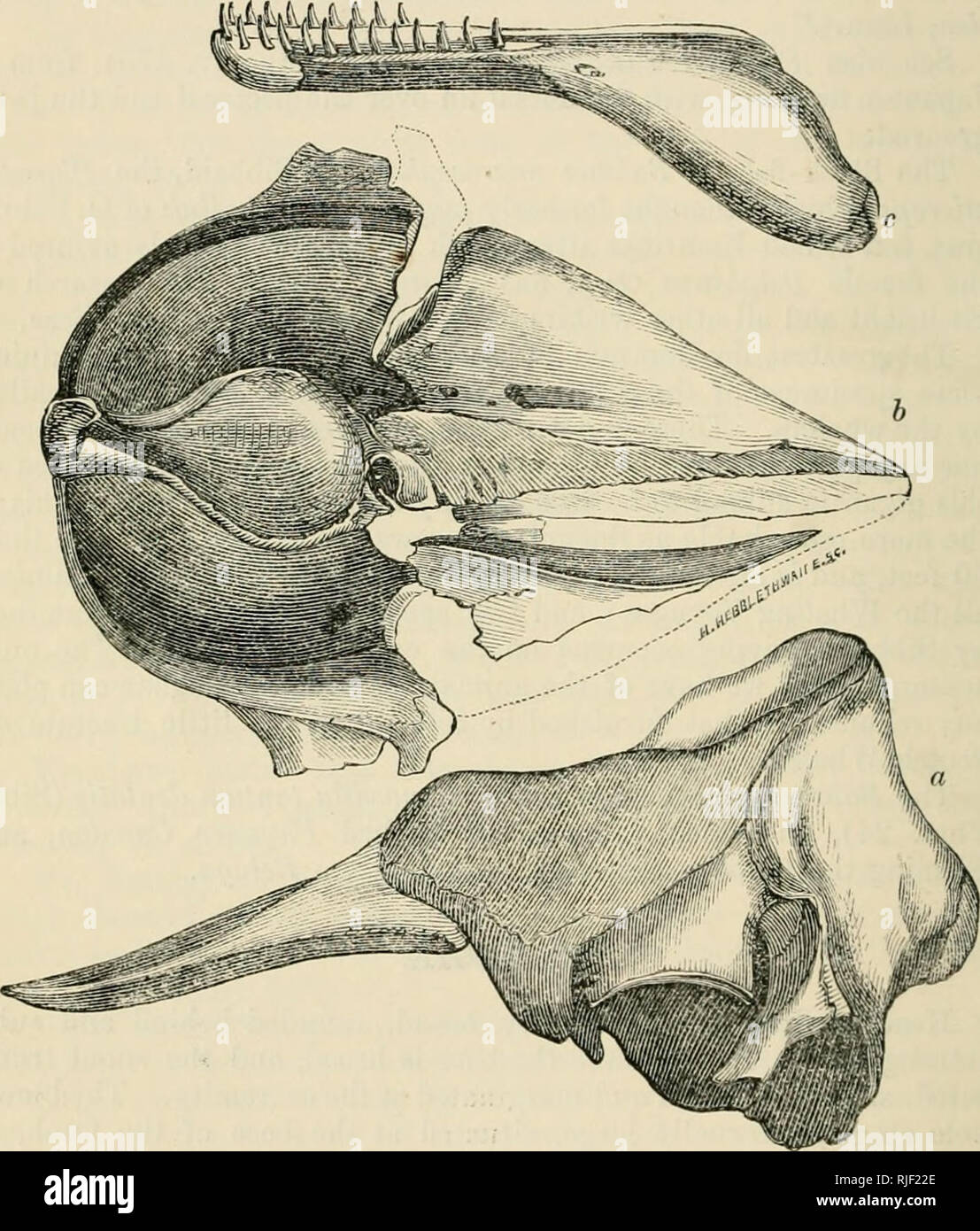 . Catalogo delle guarnizioni di tenuta e le balene nel British Museum. British Museum (storia naturale); guarnizioni (animali); le balene. 216 CATODONTID^. cresta ossea vicino al occiput. La ganascia inferiore ampia per i condili, Ah4ng i rami di fronte uniti da un breve stretto sinfisi. Denti: nessuno nella mascella superiore; 13,13 nella mascella inferiore conica, curva. Physeter, sp., Blctinv. Ann. Anat. et Phys. ii. 335; lezione, N. Rig. Anim. 201. Kogia, Grmj, Zool. Erehus Sf terrore, 22; Cat. Cetac. B. M. 18. Euphysetes, MacLeay ( WaU), Hist nuovo Sjiertn Balena, 1851,50,53, t. 2. Fio-. 56.. Il cranio e la mascella inferiore di Koffia breviceps. Fro Foto Stock