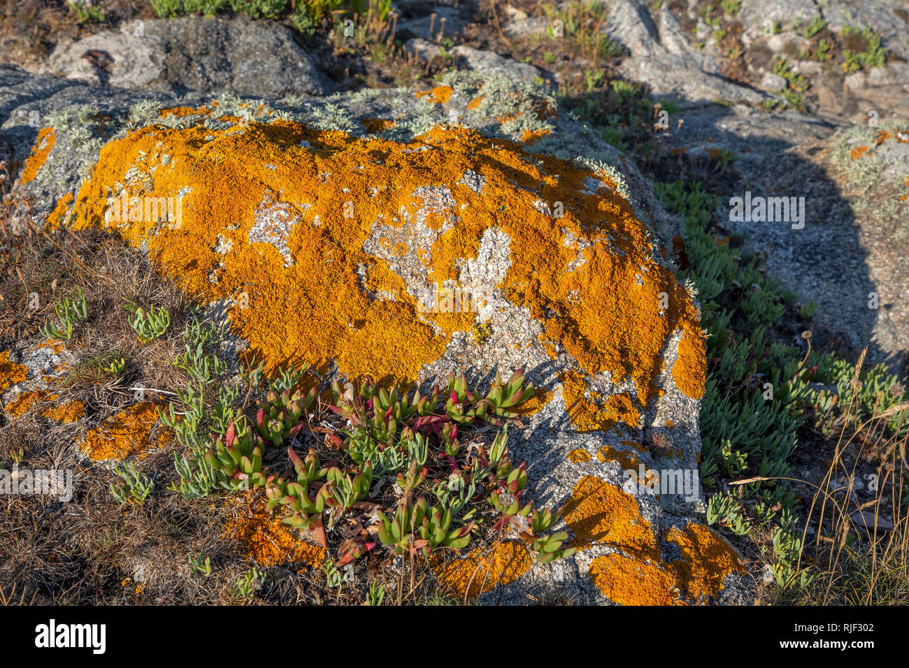 Licheni crescono sulle rocce vicino a Roselle punto su Alderney, isole del canale. Foto Stock