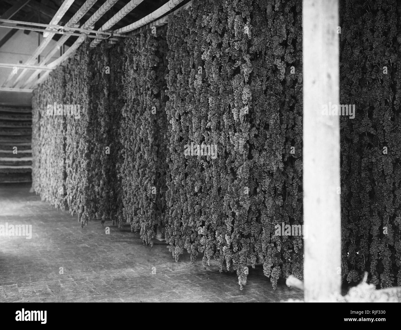 L'Europa, Italia, Toscana, Gaiole in chianti, mosto di essiccamento in cantine di Brolio, 1930 Foto Stock
