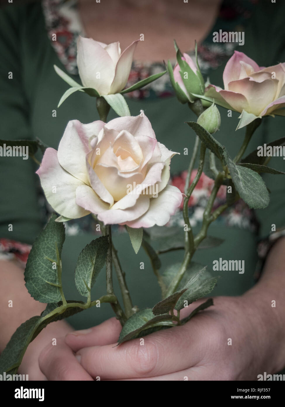 Donna che mantiene rose fiori Foto Stock