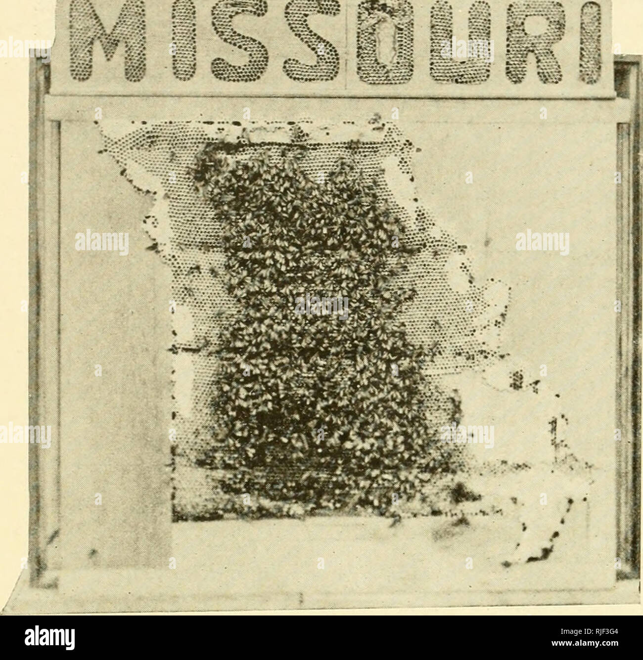 . Il apicoltori' review. La cultura delle api. 314 - Gli apicoltori' Review. Siamo da Missouri, è necessario mostrare a noi"."-esposizione di M. E. Darby. Per vincere i premi e riconoscimenti tlie erano abbastanza equamente diviso tra i quattro ex- hibitors. Sto mostrando una riduzione di questo mese di un ex- hibit realizzati lo scorso anno presso la Missouri State Fair della mappa dello stato, realizzati in honecomb dalle api. Questo è stato ob- tained realizzando un telaio di 1^ pollici plank, incollando su di esso la mappa del Missouri e quindi portandolo in una segheria, dove la mappa w-come tagliare con una sega a nastro. La mostra è stata il pro- dotto del Missouri è stato fallo Foto Stock
