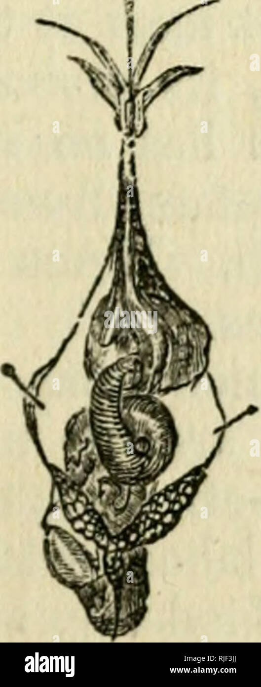 . Api; le loro abitudini, la gestione e il trattamento. Le api. Api, 33 l'apparato respiratorio in insetti è composto da tubi. Questi tubetti aperti verso il basso i lati dell'addome, in val- vular aperture, strettamente fring-ed con elastico per capelli, chiamato spiracles, o la respirazione di fori. Il spiracle^ comunicare -vdth due grandi tubi che passano lungo i lati del abdo- uomini e da loro altri tubi molla, attraversano ogni parte del corpo, che serve come legature per mantenere gli organi interni nelle loro posizioni corrette e piercing alle estremità anche dei piedi e antennse, in modo tale che un insetto può essere detto Foto Stock