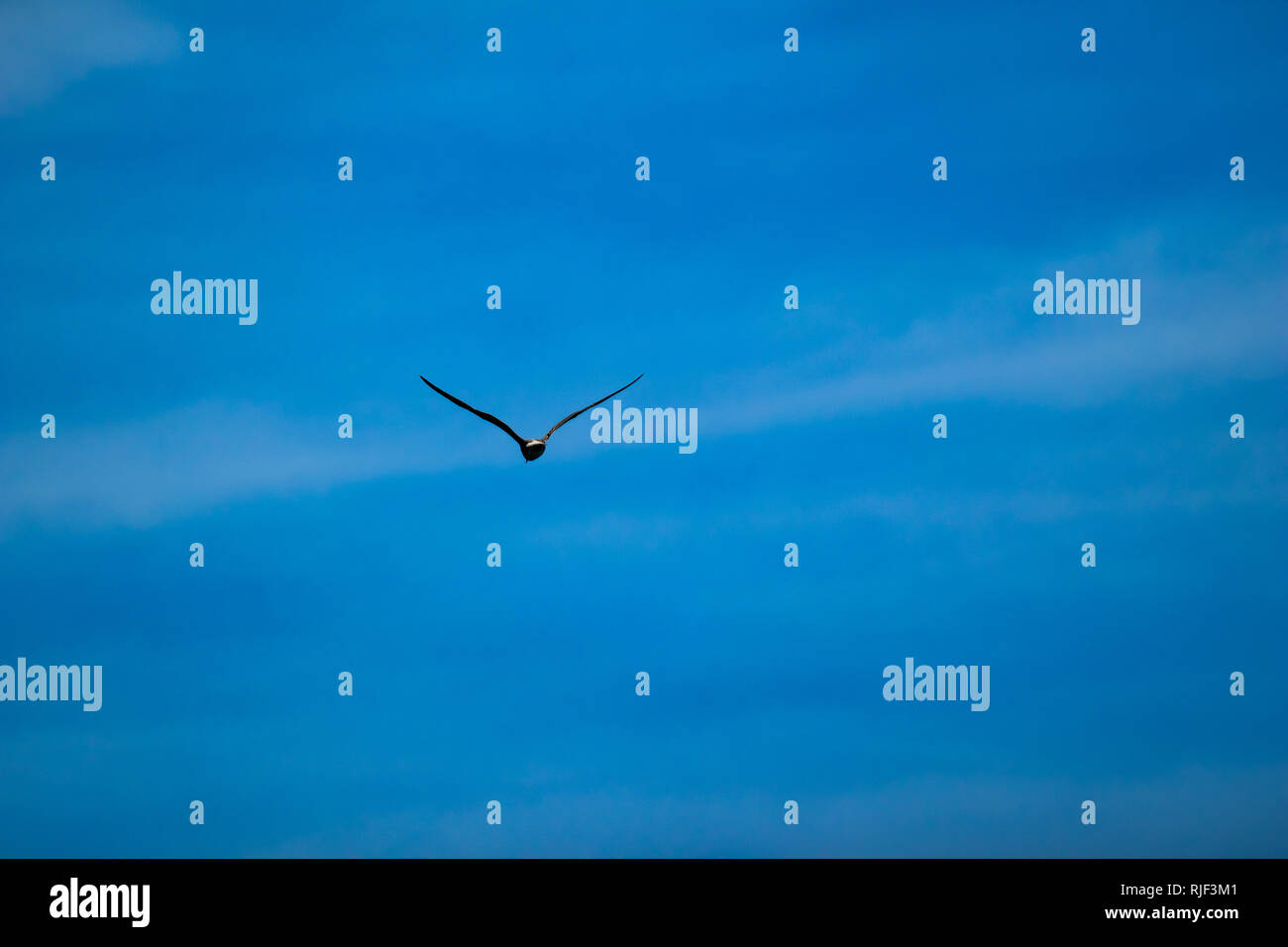 Silhouette di bella cormorano nero uccello volare lontano, moody nuvoloso cielo blu minima, foto scattata vicino Dospat serbatoio acqua, Bulgaria meridionale Foto Stock