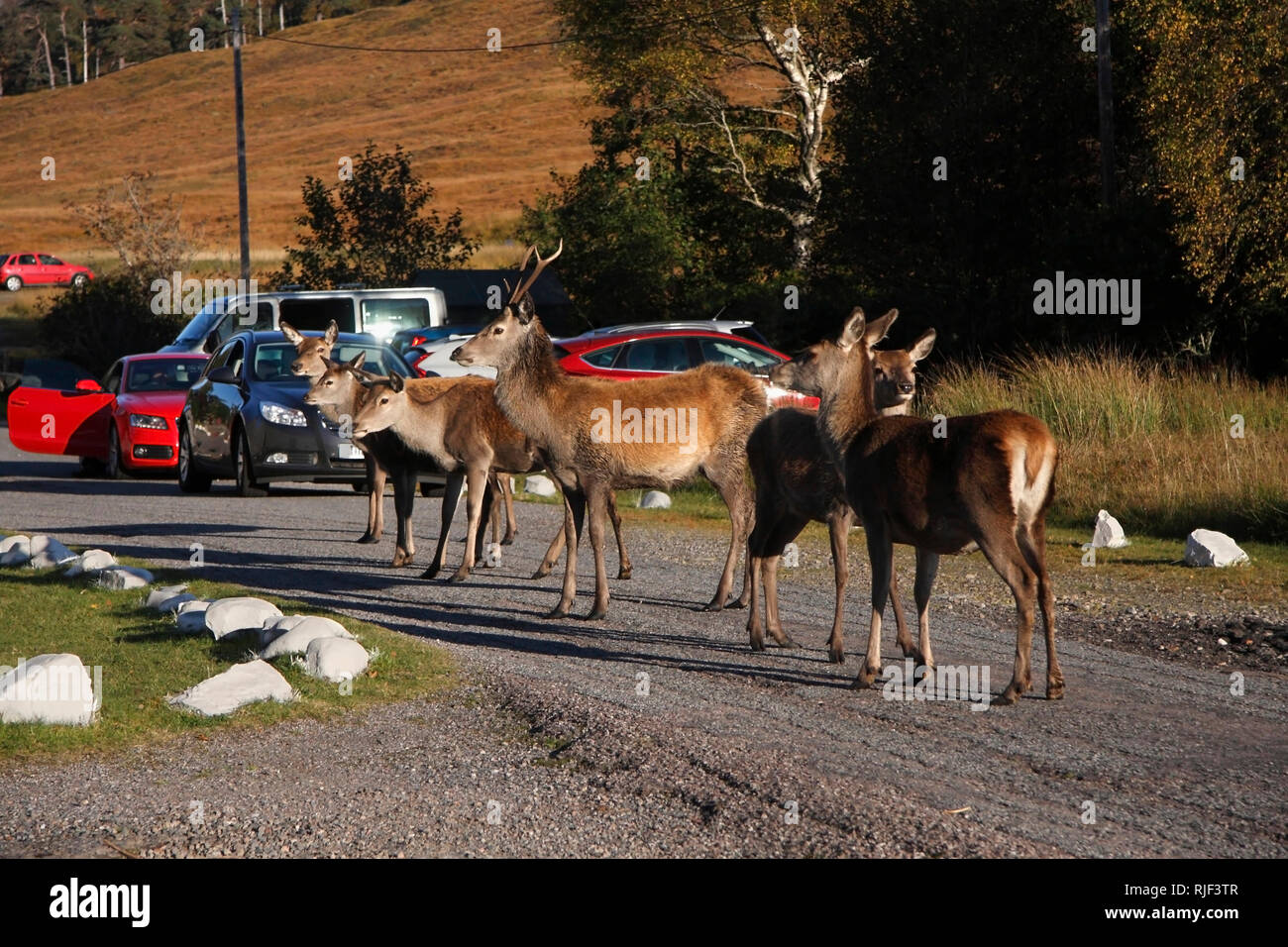Cervi, fermare il traffico nelle highlands, Scotland, Regno Unito. Foto Stock