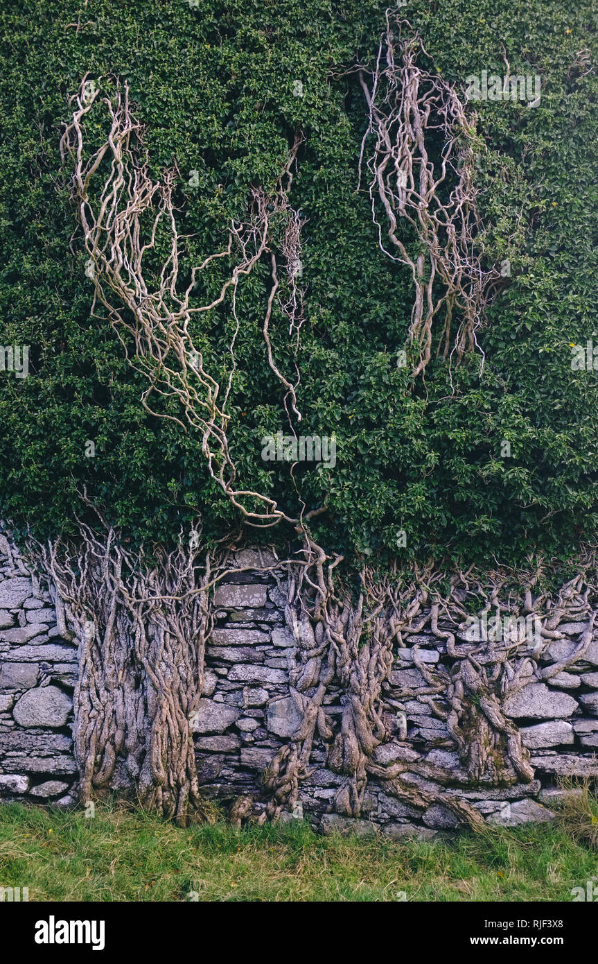 Una parete molto pesante di edera e radici spesse Foto Stock