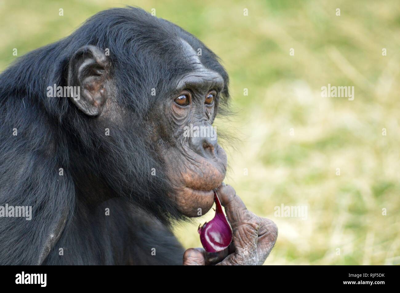 Riflessivo Bonobo Foto Stock