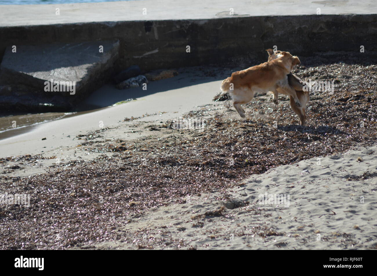 Cani giocando sulla spiaggia Foto Stock