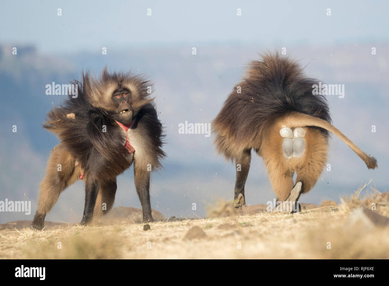 Babbuino Gelada (Theropithecus gelada). Due maschi combattimenti. Etiopia Foto Stock