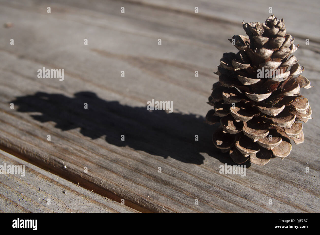 Close-up foto di un unico grigio cono di pino getta un' ombra su un tavolo da picnic durante l'inverno a Columbia nella Carolina del Sud. Foto Stock