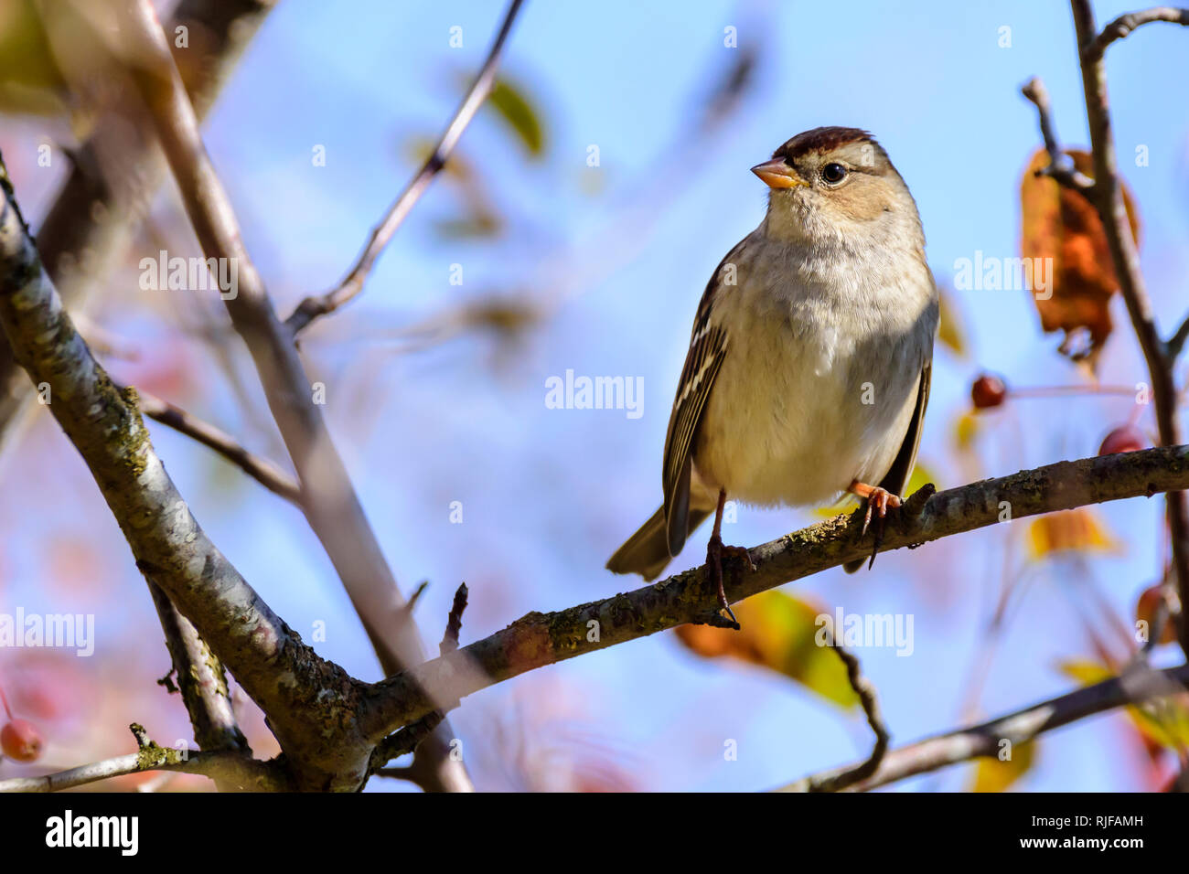I capretti bianco-incoronato sparrow, Zonotrichia leucophrys, George C. Reifel uccello migratore Santuario, Delta, British Columbia, Canada Foto Stock
