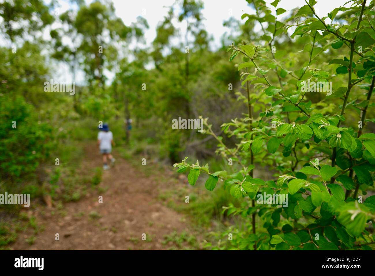Ziziphus mauritiana data cinese ber Chinee apple indiano jujube prugna Regi pandu jujube indiano schiacciate masau, Moongun sentiero a piedi a molle di Elliot Foto Stock