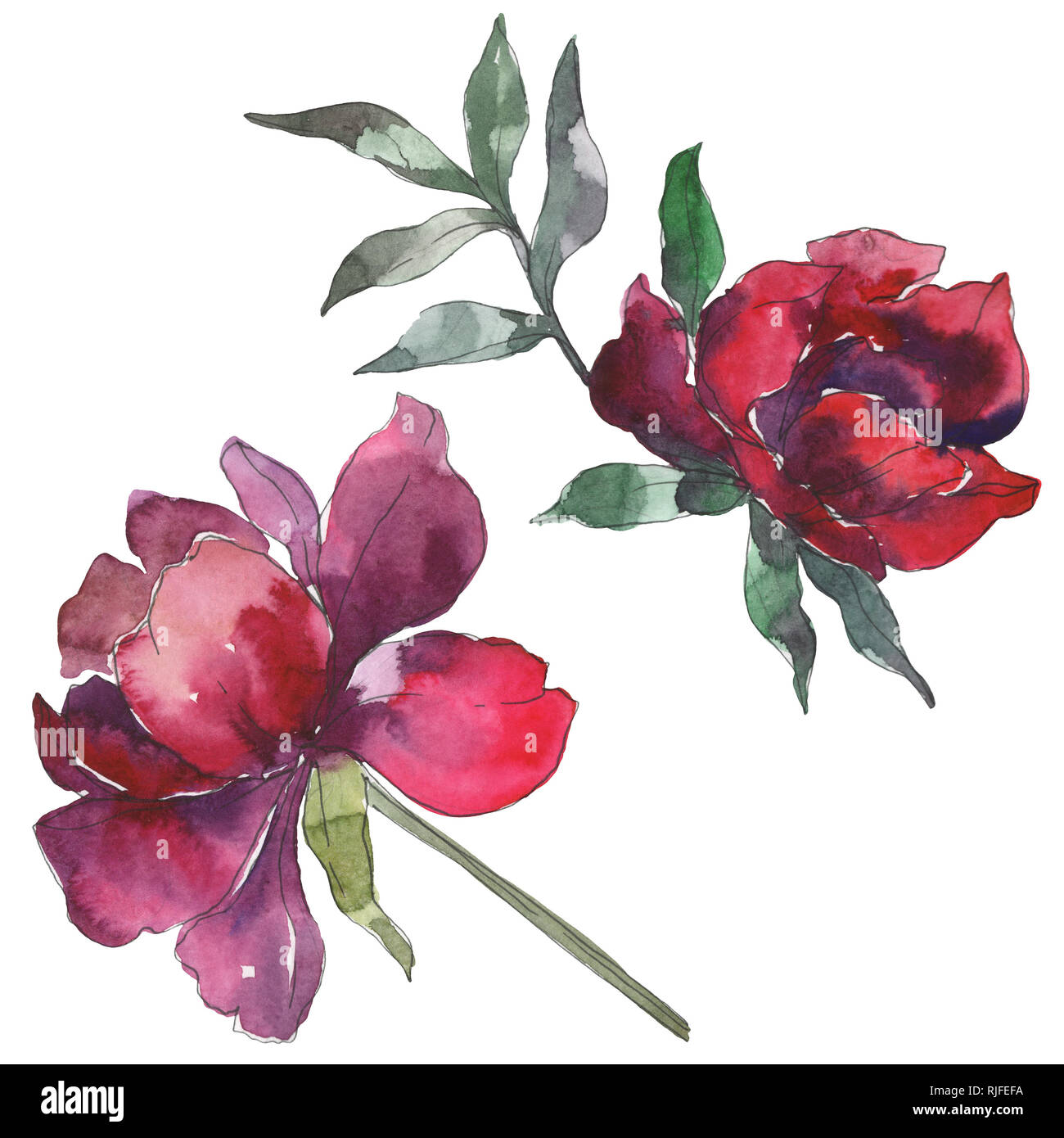 La Borgogna peonia floreale di fiori botanica. Wild molla a balestra di  fiori selvaggi isolati. Acquerello set di sfondo. Disegno ad acquerello  fashion aquarelle. Isolat Foto stock - Alamy