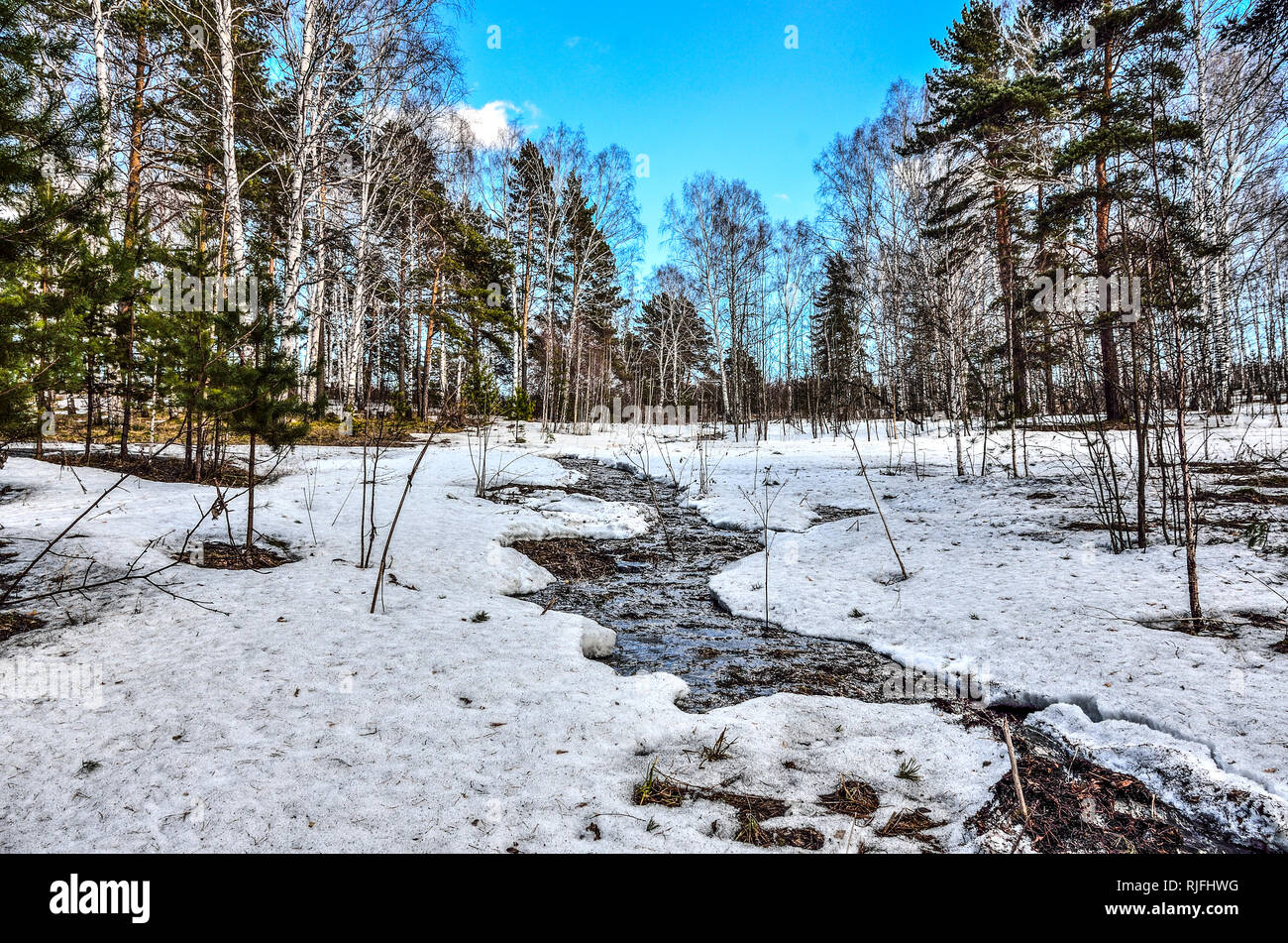 Inizio della primavera paesaggio nella foresta dove betulle bianche, verde di pini e primo erba giovane, con fusione della neve e brook a bright giornata soleggiata wit Foto Stock