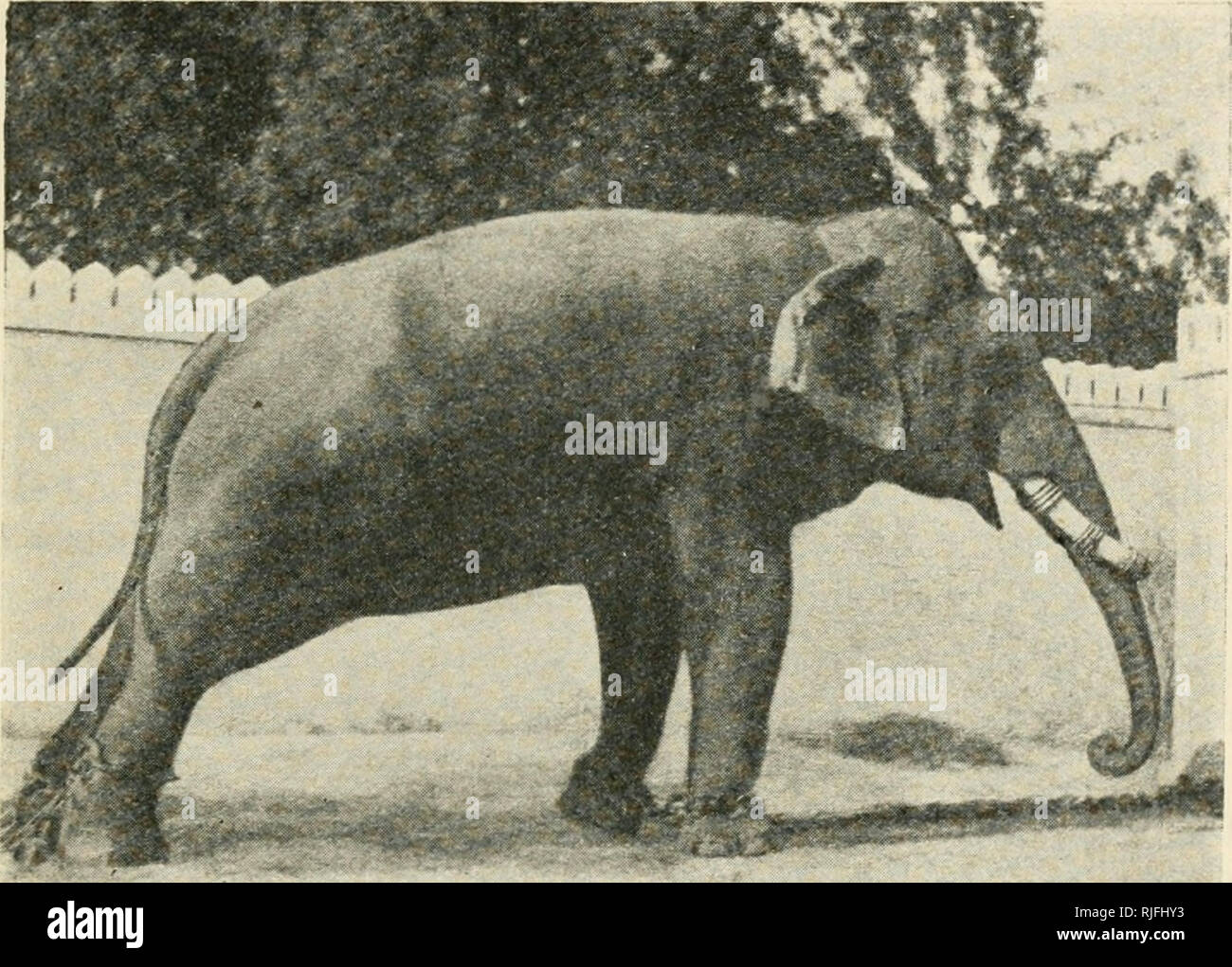 . Catalogo dei mammiferi ungulati nel British Museum di storia naturale). British Museum (storia naturale); ungulati. ELEPliA^^TID.e 81 1. Sottogenere ELEPHAS. Enelephas, Falconer, Qtcart. Joiini. GeoL Soc. vol xiii, p. 818, 1857. I. ELEPHA8 MAXIMUS (Figg. 22 B, 23-25). Eleplias maximus, Linn., sist. Nat. ed. 10, vol I, p. 35, 1758, ed. 12, vol. 1, p. 48, 1766, partiui ; Blanford, Fauna Brit. India, Mamm. p. 463, 1891; Lydekher, grande e piccolo gioco di India, p. 1, 1900, selvaggina di India, p. 6, 1907 ; Elliot, Cat. Mamm. Mas a campo. {Campo MIIS. Zool. Pub. vol viii) p. 106, 1907; Andrew Foto Stock