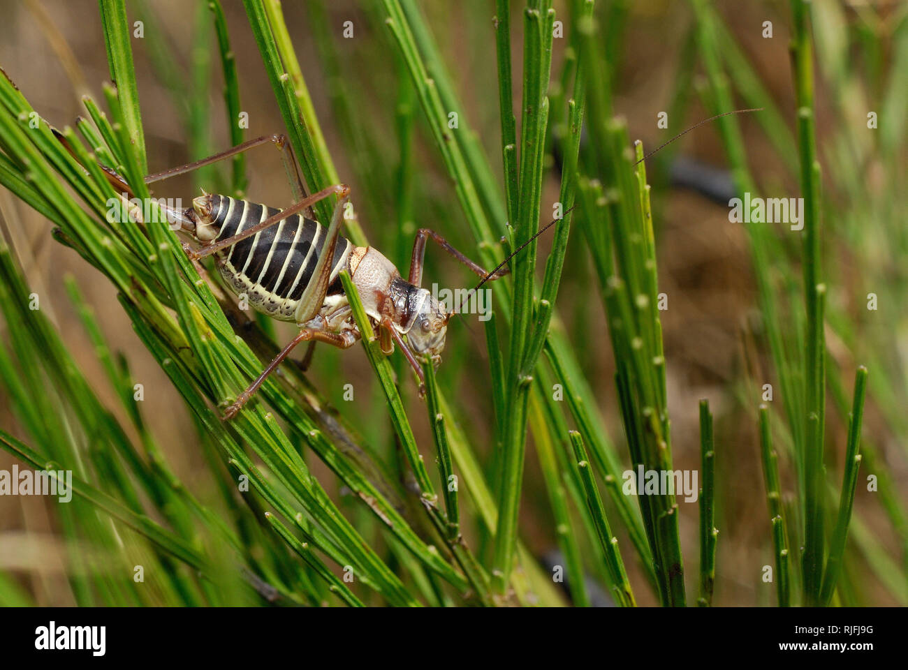 Sella-backed bush cricket (Ephippiger diurnus) *** Caption locale *** Foto Stock