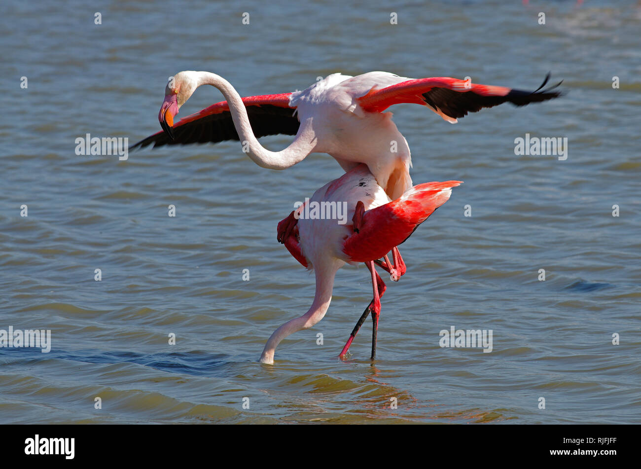 La regione della Camargue, fenicotteri rosa coniugata, Pont de Gau riserva ornitologica (sud-est della Francia) Foto Stock