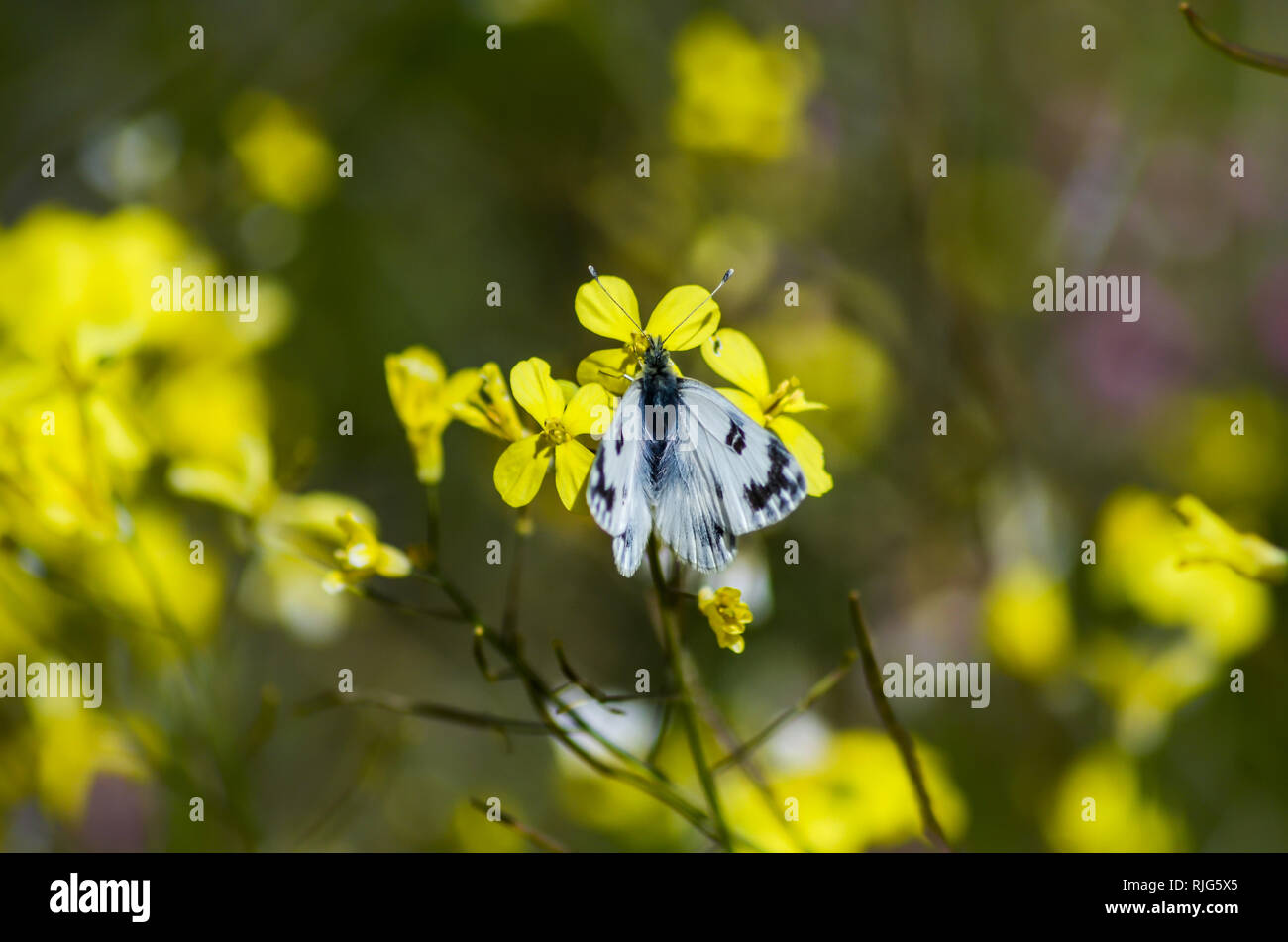 La Mariposa en un mar de Flores amarillas. Foto Stock