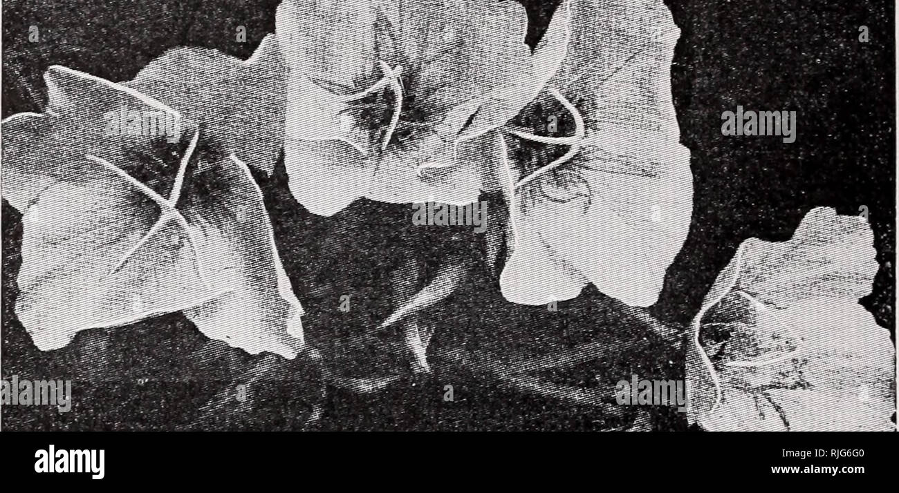 . Catalogo &AMP; prezzo di listino. Piante di roccia cataloghi; Rock Gardens Vermont cataloghi; vivaio Vermont cataloghi. MITCHELLA ri penne:-1 a. Evergreen superriduttore. Bacche rosse, l'inverno. .25 muscari azzurro Celeste (giacinto d'uva):-incantevoli fiori blu su 4 pollici di steli in maggio. Impianto 3 nella profonda 50 centesimi a 10, $3.00 per 100 M. botryoides:-una varietà bianca di quanto sopra. 50c per 10, S3.00 per 100 MYOSOTIS, Ruth Fisher:-circa il meglio del dimenticare-me-NOT 25 M. palustris:-4-6 in. Dimenticare di coda-me-Middlesbrough per spot umido 25 M. replicola:-2 a. Le più belle del dimenticare alpino-me-NOT 50 NEPETA hederacea:-1 Foto Stock