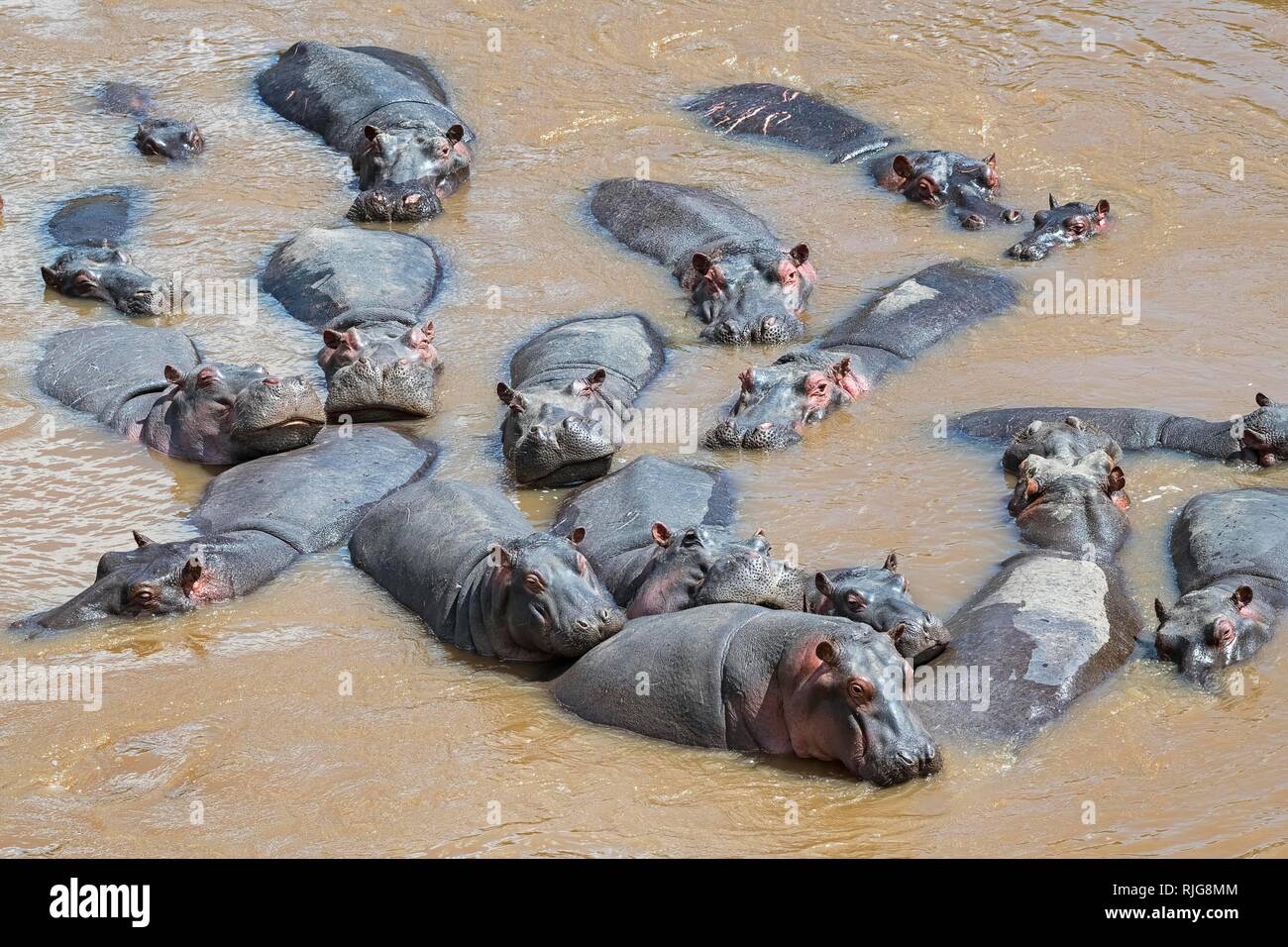 Ippopotami (Hippopotamus amphibius), allevamento nel fiume di Mara, il Masai Mara, Kenya Foto Stock