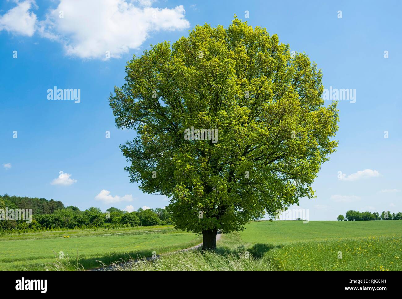 Farnia (Quercus robur), albero solitario, Turingia, Germania Foto Stock