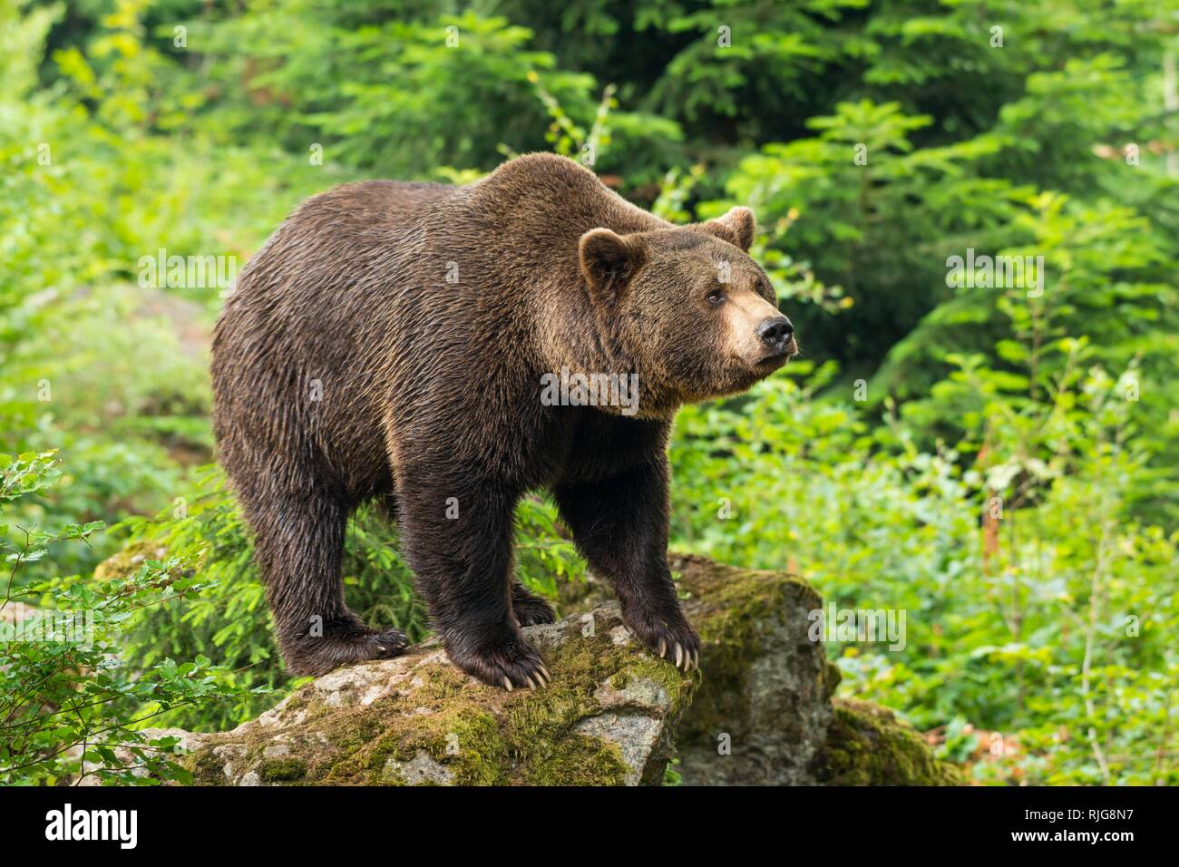Unione l'orso bruno (Ursus arctos), in piedi sulle rocce, il Parco Nazionale della Foresta Bavarese, Baviera, Germania Foto Stock