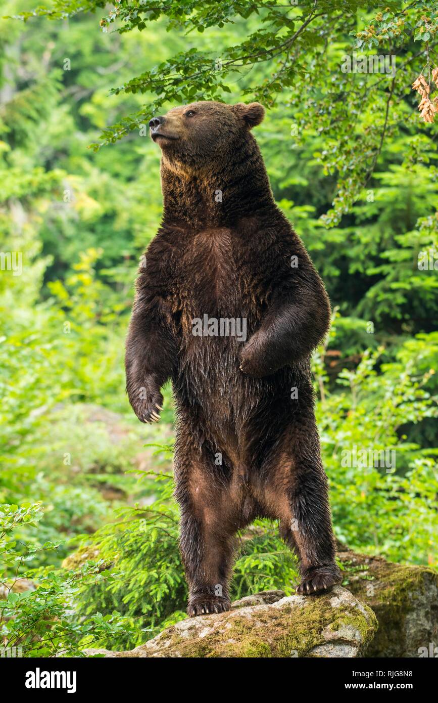 Unione l'orso bruno (Ursus arctos) eretti sulle rocce, il Parco Nazionale della Foresta Bavarese, Baviera, Germania Foto Stock