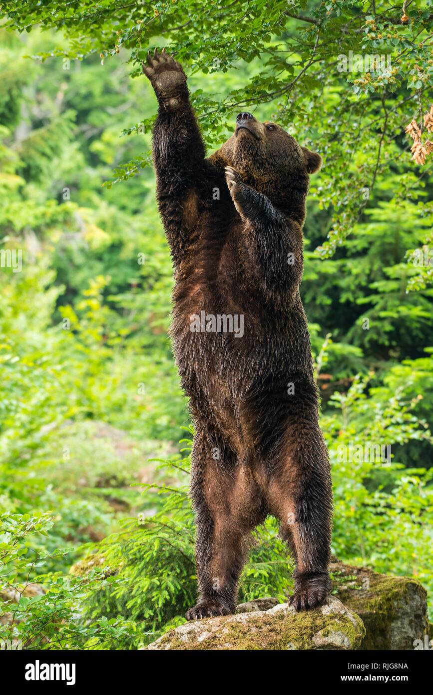 Unione l'orso bruno (Ursus arctos), ritto sulle rocce, raggiungendo per foglie, Parco Nazionale della Foresta Bavarese, Bavaria Foto Stock