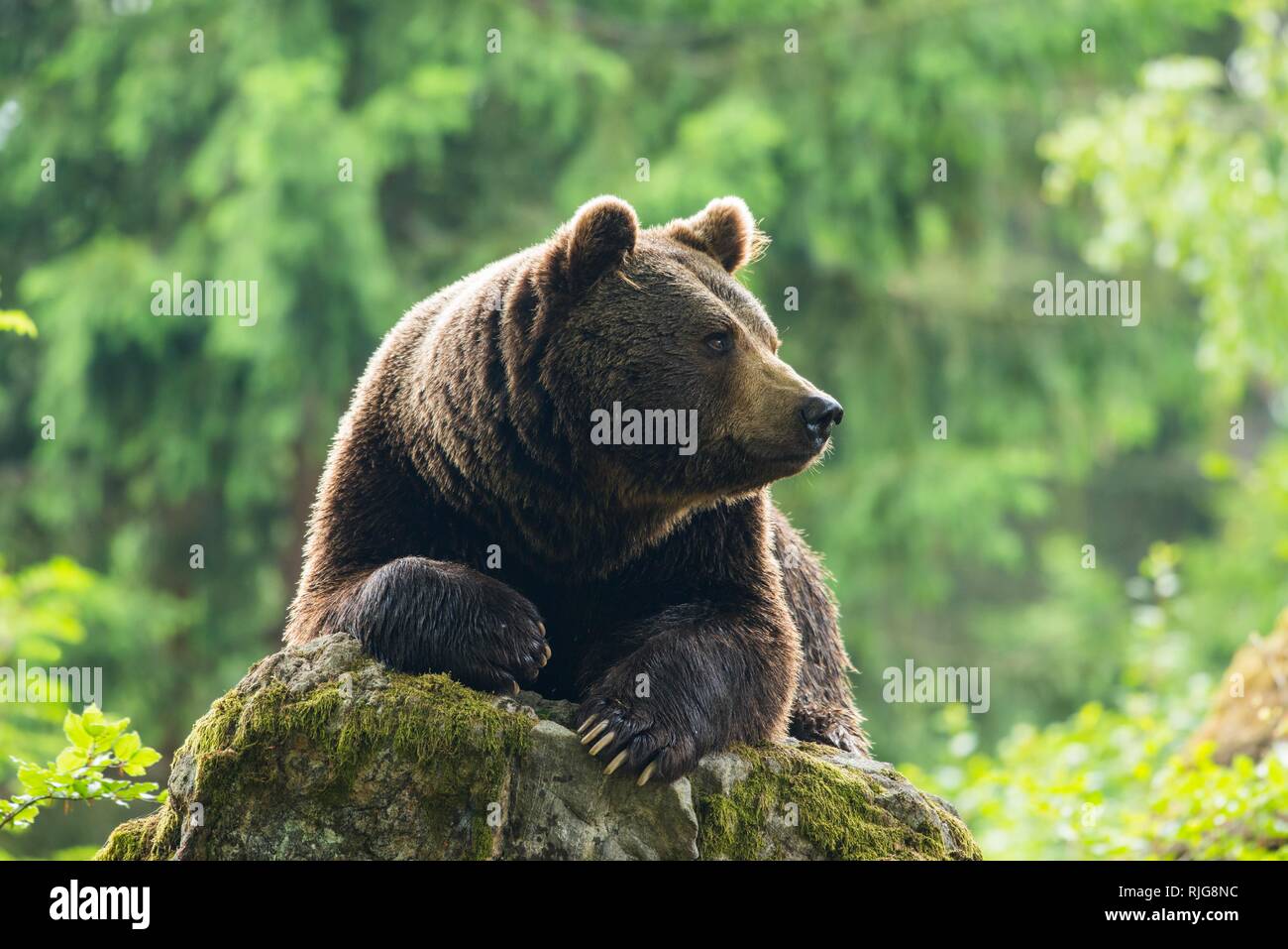 Unione l'orso bruno (Ursus arctos), che giace sulle rocce, il Parco Nazionale della Foresta Bavarese, Baviera, Germania Foto Stock