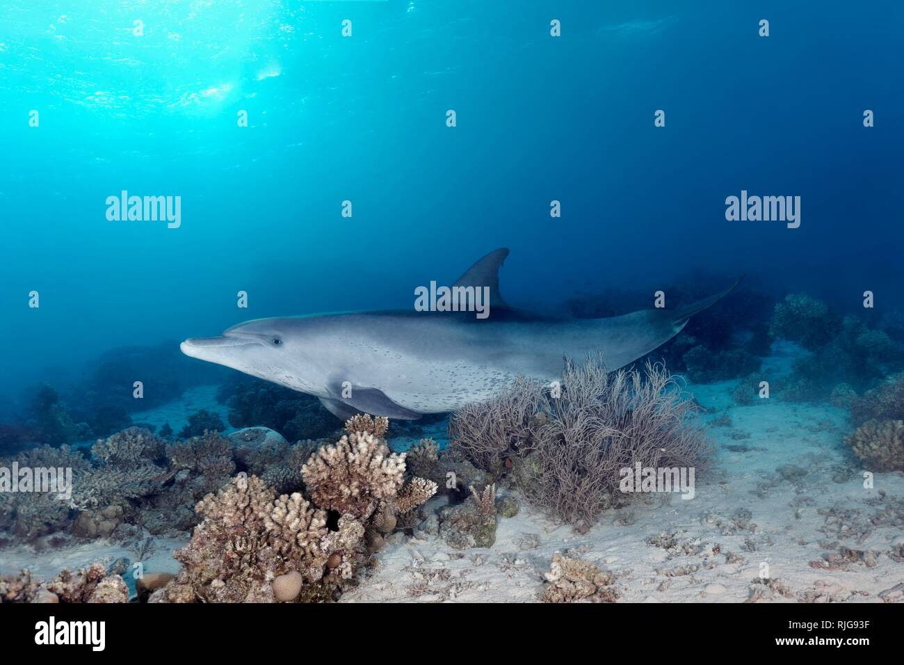 Il tursiope o delfino maggiore (Tursiops truncatus), femmina, tipico comportamento, graffi cespuglioso corallo nero (Rumphella antipathes), Mar Rosso Foto Stock