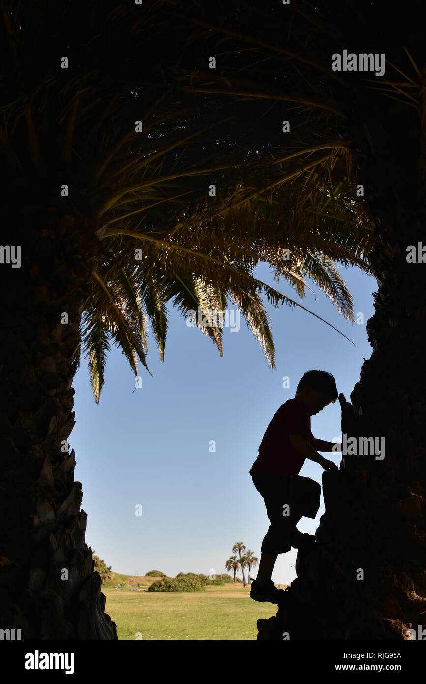 Il ragazzo, 5 anni, si arrampica su di un albero di palma, silhouette, Montevideo, Uruguay Foto Stock