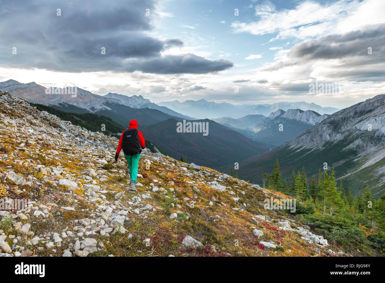 Escursionista femmina su un sentiero escursionistico, zolfo Skyline trail, gamma di bugnato, vicino Miette Hotsprings, il Parco Nazionale di Jasper Foto Stock