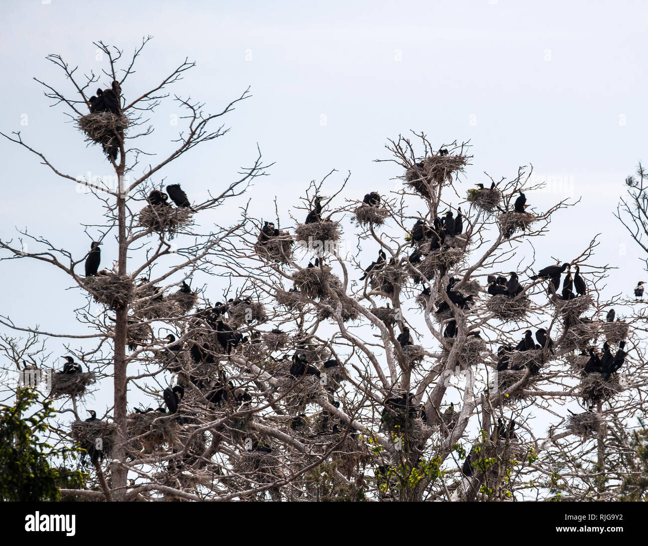 Nidi di uccelli su alberi morti Foto Stock