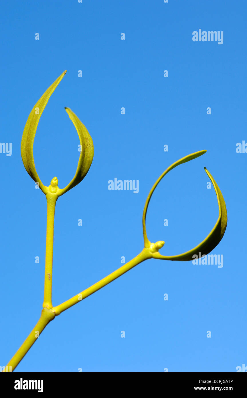 Gli stocchi astratto e steli di piante e di nodi e la curva caratteristica di foglie di vischio europeo (Viscum album) Foto Stock