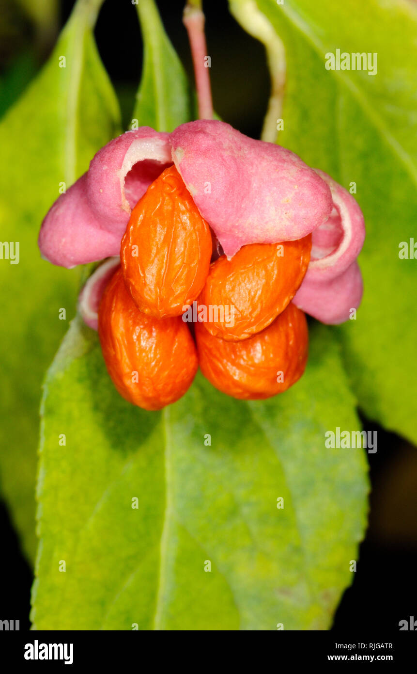 Rosa & bacche arancio di albero di mandrino, Euonymus europaeus Foto Stock