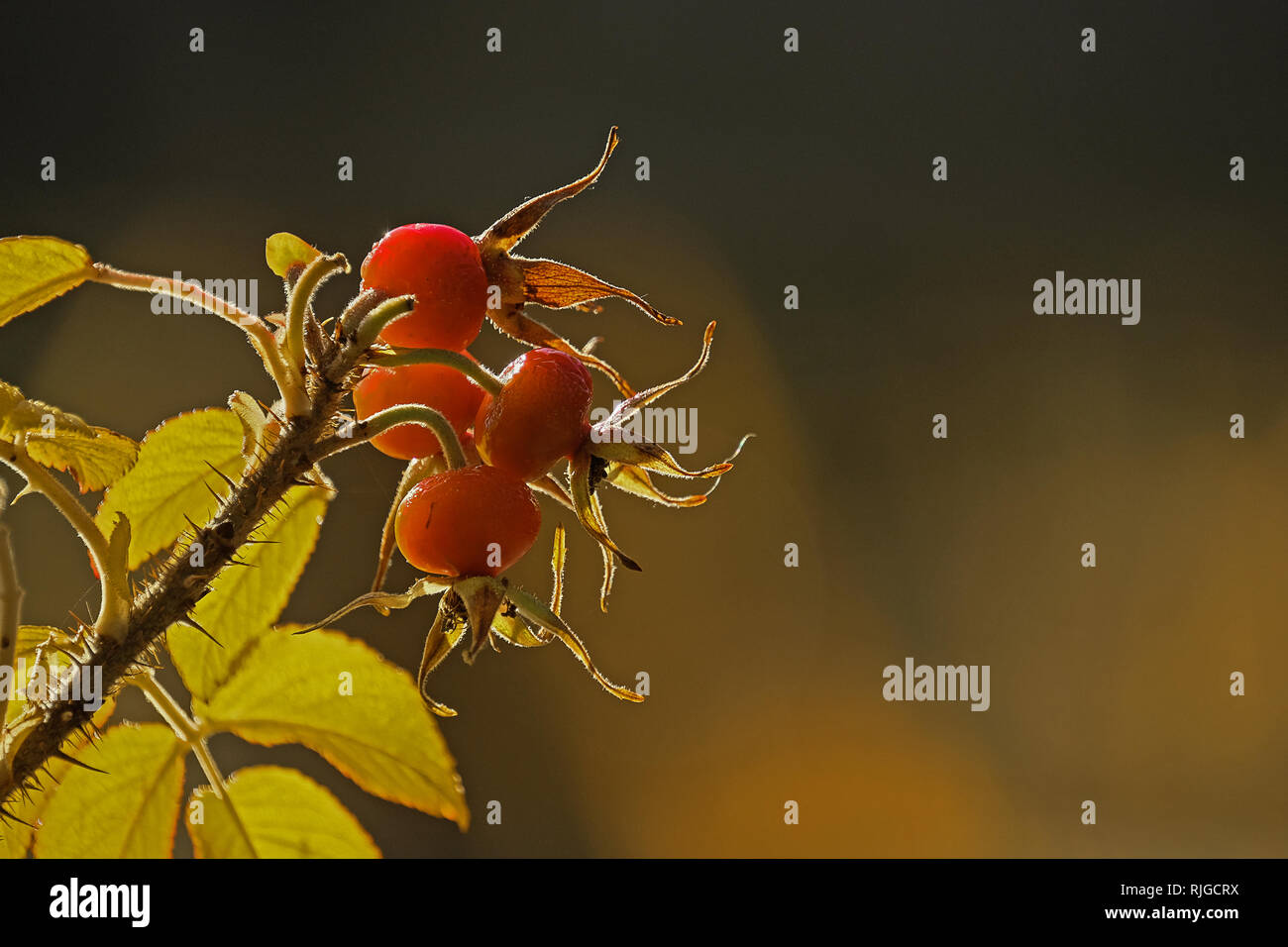 La succursale con rosa canina nel sole autunnale Foto Stock