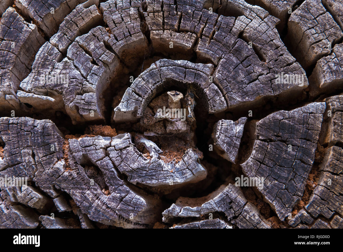 Sezione di albero secco tronco, closeup sulla texture in legno Foto Stock