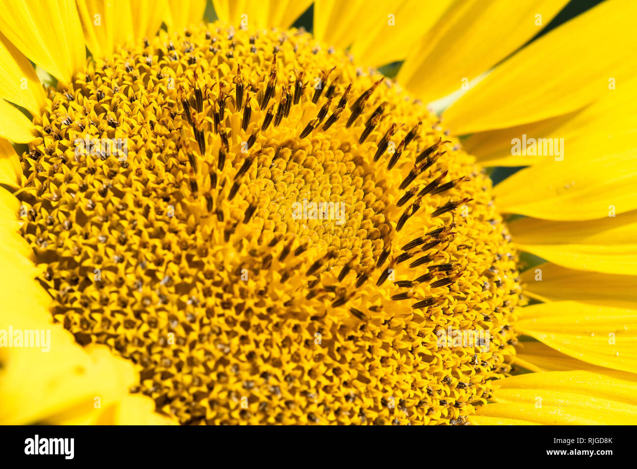 Dettaglio sparato da un grande giallo girasole Foto Stock