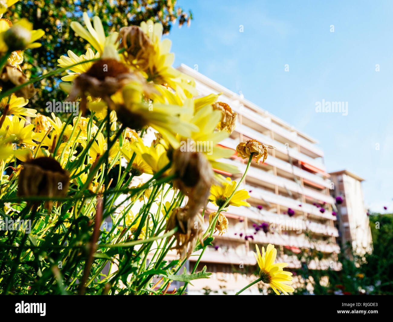 Vivid diverse in fiore giallo estate fiori piante obiettivo grandangolare consente di visualizzare con grande appartamento casa complesso in background Foto Stock