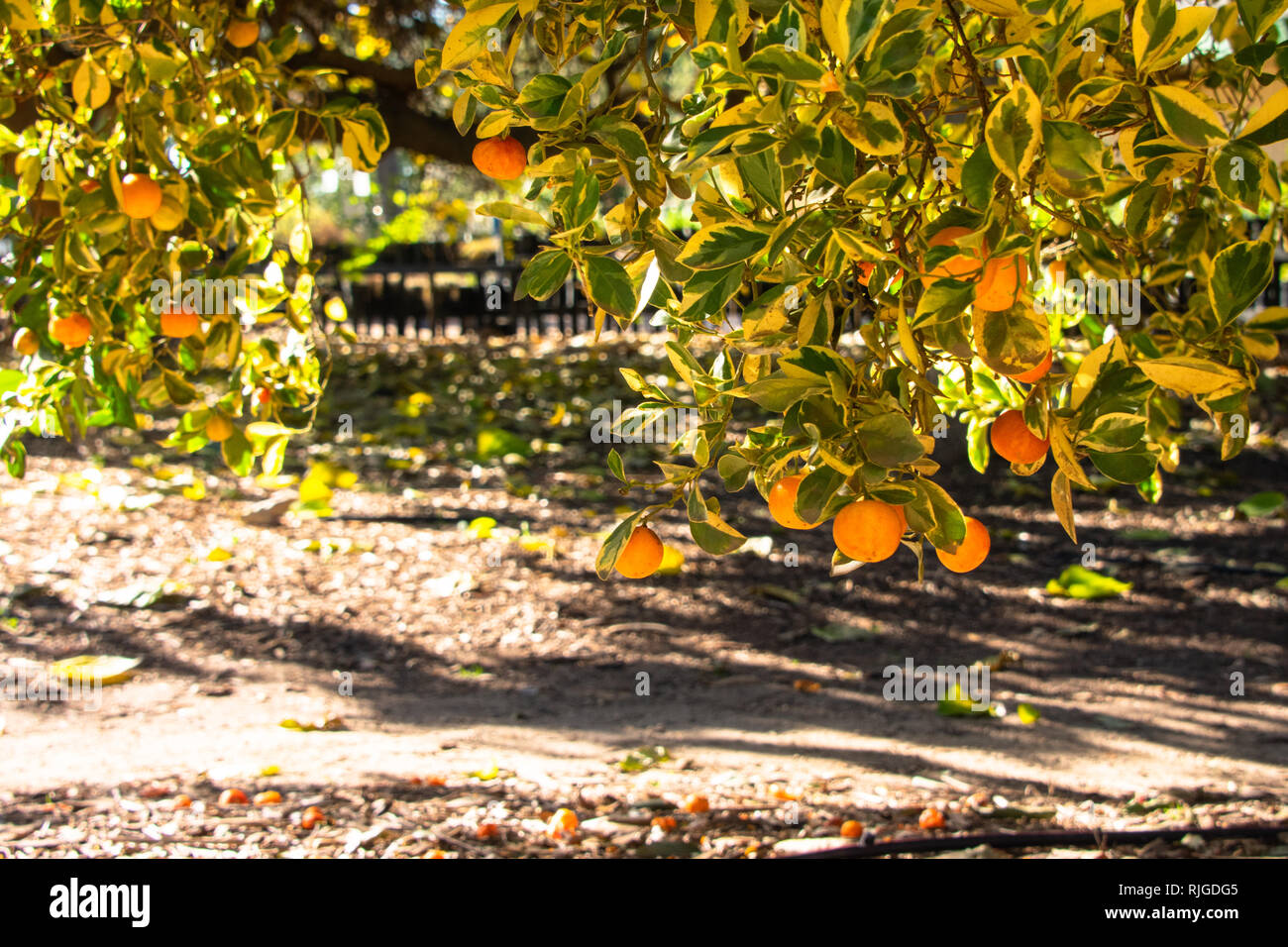 Arance Calamondin crescente sui rami di alberi vicino alla terra in una giornata di sole Foto Stock