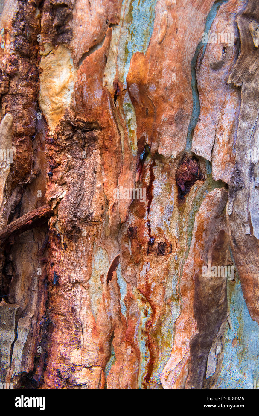 Eucalipto corteccia texture, colorato naturale disegno astratto Foto Stock