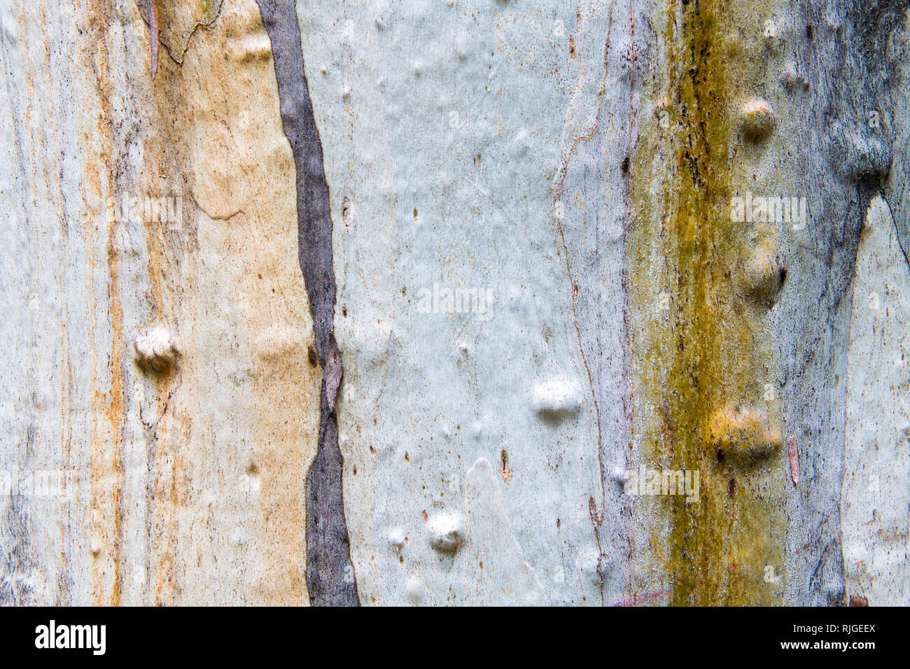 Eucalipto corteccia texture, colorato naturale disegno astratto Foto Stock
