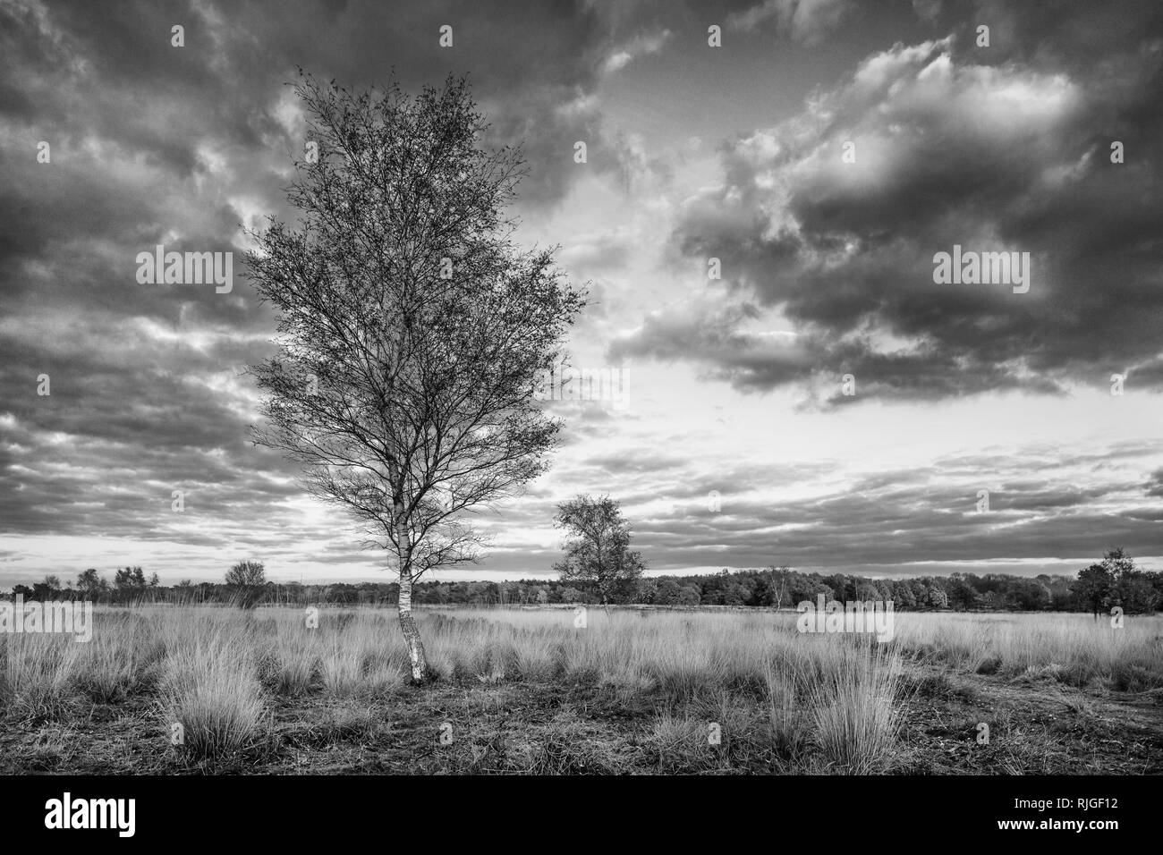 Autunno twilight scenario in un tranquillo heath-terra, Goirle, Paesi Bassi. Foto Stock