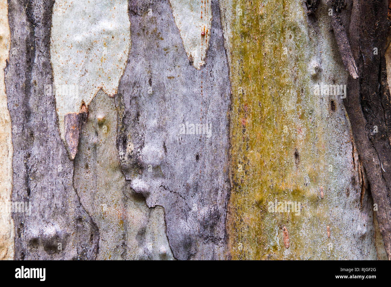 Eucalipto corteccia texture, colorato naturale disegno astratto Foto Stock