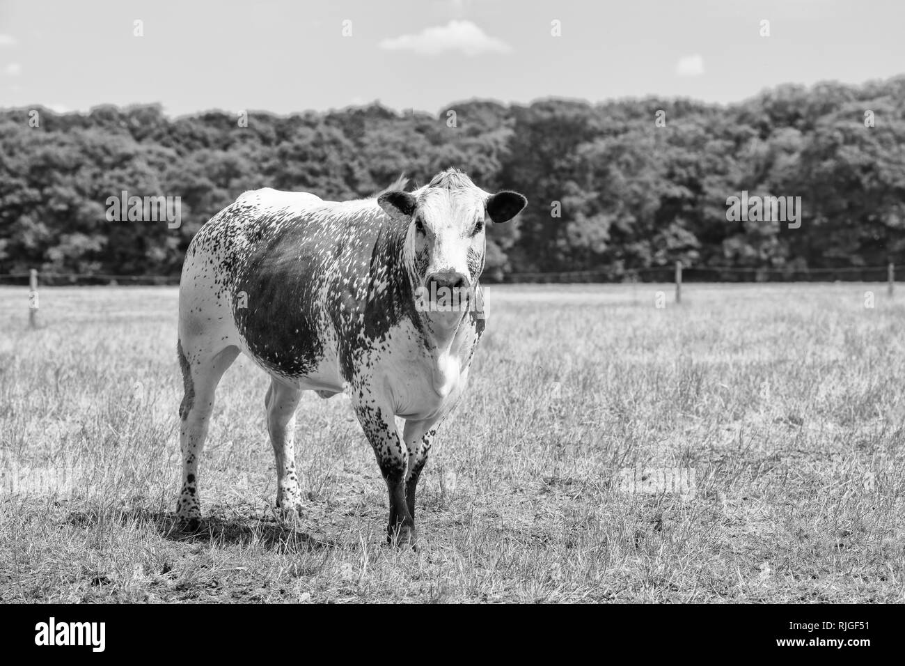 Marrone/bianco macchiato Cholistani bull in un campo con bordo di foresta sullo sfondo. Foto Stock