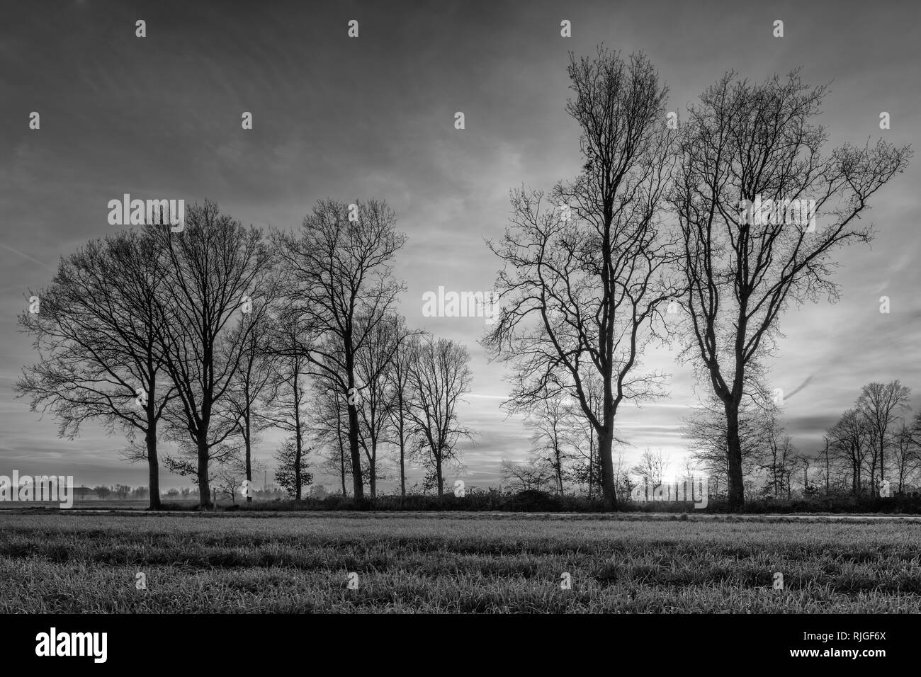 Paesaggio rurale wit alberi e un bellissimo tramonto, Weelde, Belgio. Foto Stock