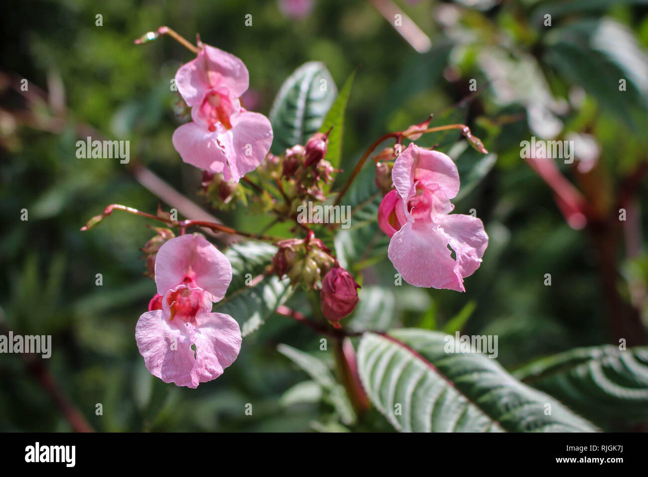 Impatiens glandulifera - Himalayan balsamo in fiore in Serbia (Kosovo) Foto Stock