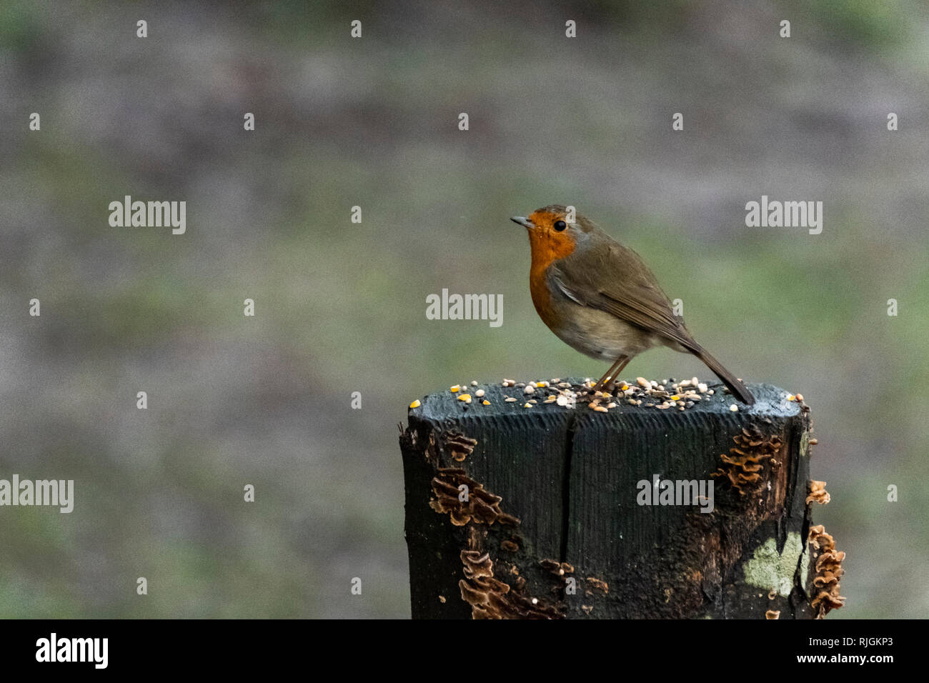 Il Parlamento robin, noto semplicemente come Robin o pettirosso nelle isole britanniche, è un piccolo insettivori passerine bird, Foto Stock
